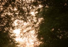 비타민 D의 비밀: 뼈 건강과 면역력의 관계 person in blue jacket walking on pathway between trees during daytime