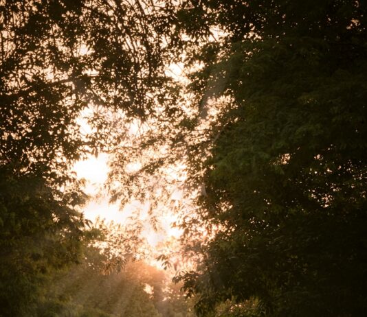 비타민 D의 비밀: 뼈 건강과 면역력의 관계 person in blue jacket walking on pathway between trees during daytime