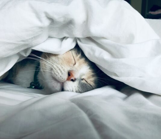 수면이 건강을 좌우한다… 올바른 수면 습관의 중요성 white cat sleeps under white comforter