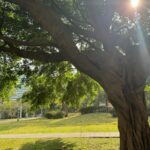 현대인의 건강 습관, ‘마이크로루틴’으로 작게 시작하세요 the sun shines through the branches of a large tree