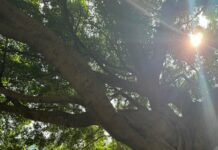 현대인의 건강 습관, ‘마이크로루틴’으로 작게 시작하세요 the sun shines through the branches of a large tree