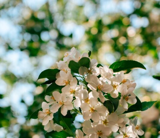 “뇌건강, 일상 속 작은 루틴에서 시작하세요” Sunlit white apple blossoms against a blurred green background.