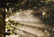 늘 피곤하다면? 만성피로 해소 위한 라이프 스타일 변화를 시도해보자 sun rays coming through trees