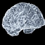 젊고 건강한 뇌, 일상 속 루틴으로 지킨다 a close up of a human brain on a black background